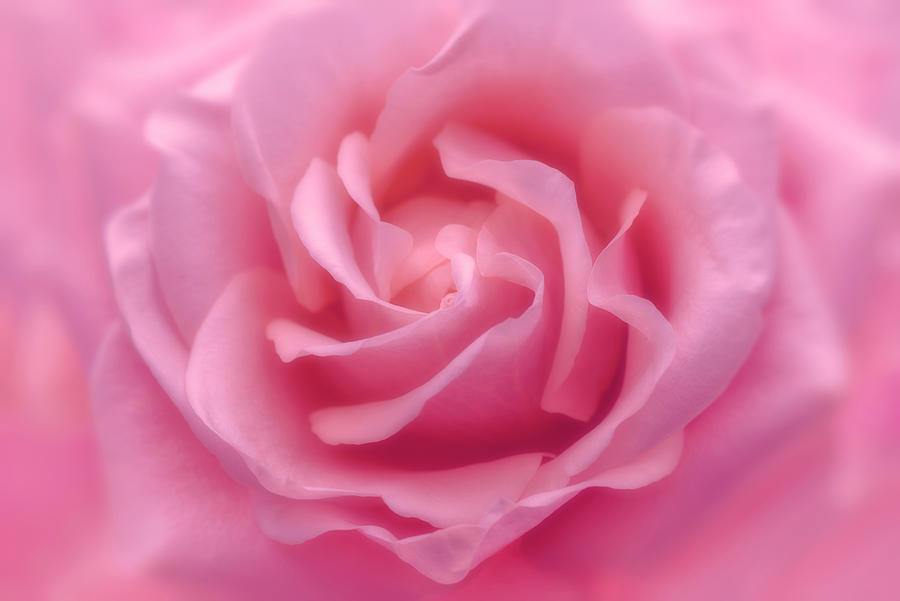 Nature Photograph - Rose Pink Rose #1 by Cora Niele