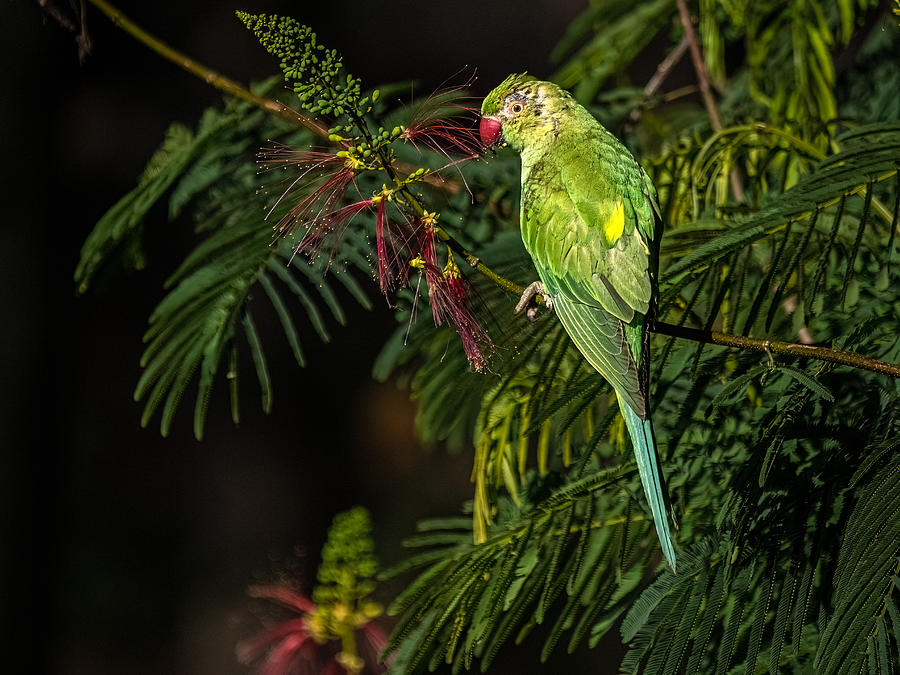 Rose- Ringed Parakeet #1 Photograph by Henk Goossens