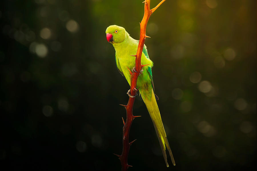 Nature Photograph - Rose-ringed Parakeet #1 by Sina Pezeshki