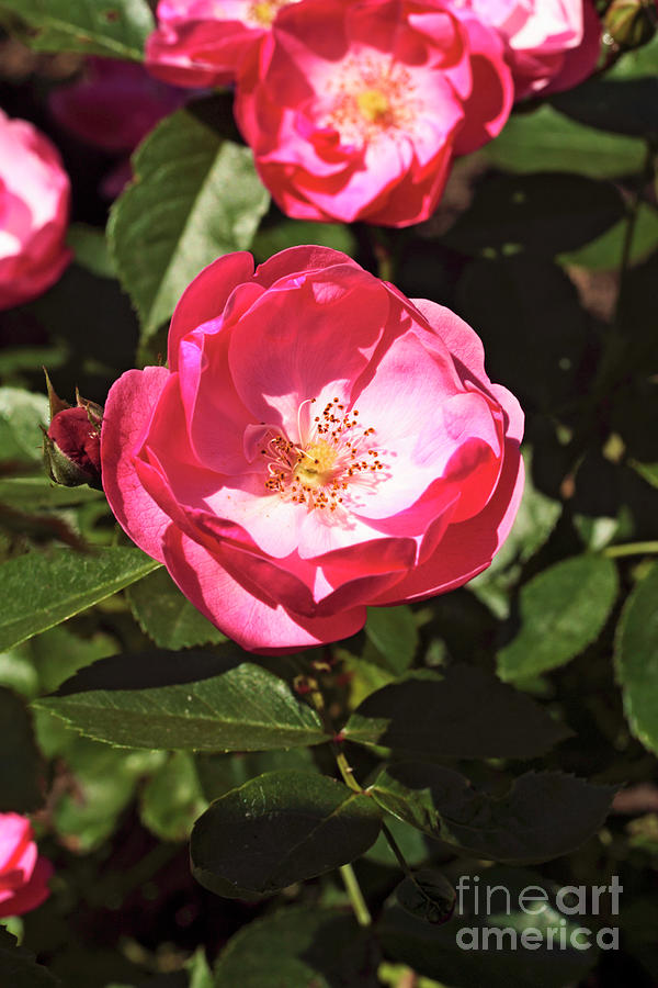Rose (rosa angela) #1 Photograph by Dan Sams/science Photo Library