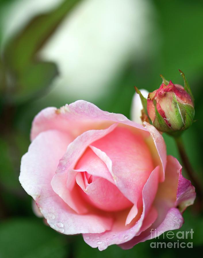 Rose (rosa 'gruss An Aachen') Photograph by Maria Mosolova/science ...