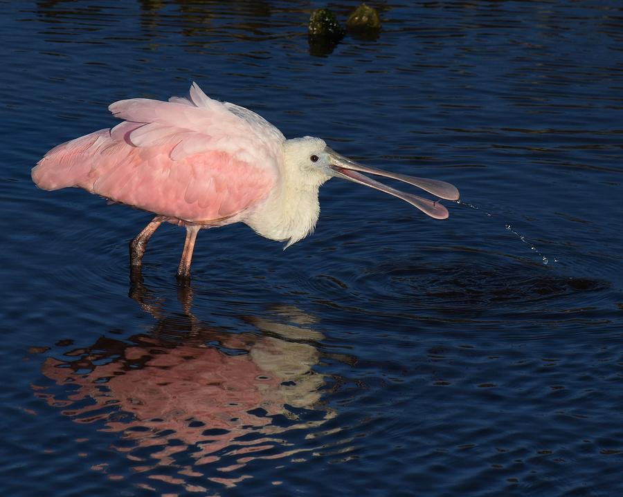 Roseate Spoonbill #1 Photograph by Chip Gilbert