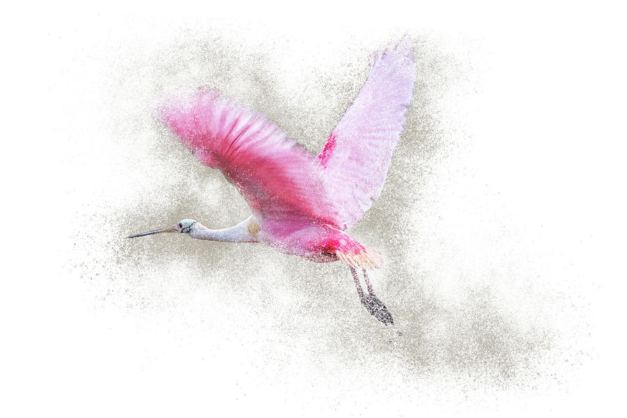 Roseate Spoonbill Flight #2 Photograph by Patti Deters