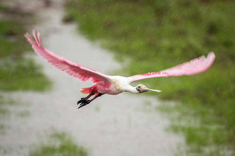 Roseate Spoonbill Hato Barley Tauramena Casanare Colombia #1 Photograph by Adam Rainoff