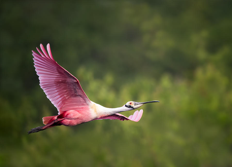 Spoonbill Photograph - Roseate Spoonbill In Flight #1 by Vicki Lai