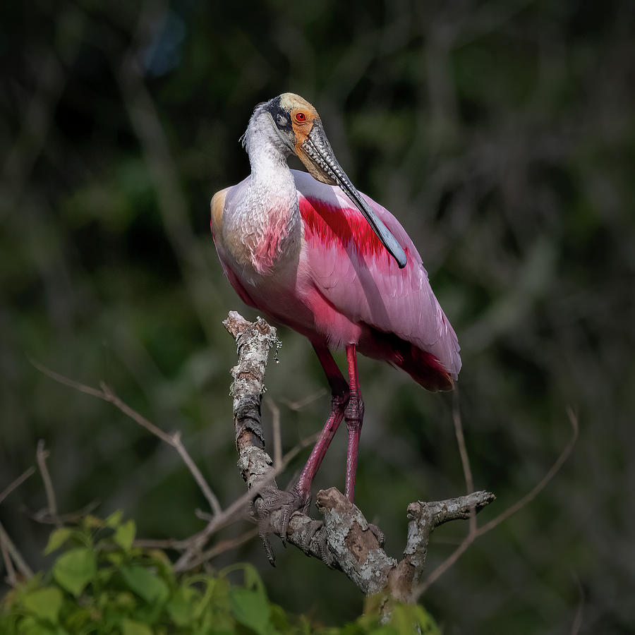 Roseate Spoonbill  #1 Photograph by JASawyer Imaging