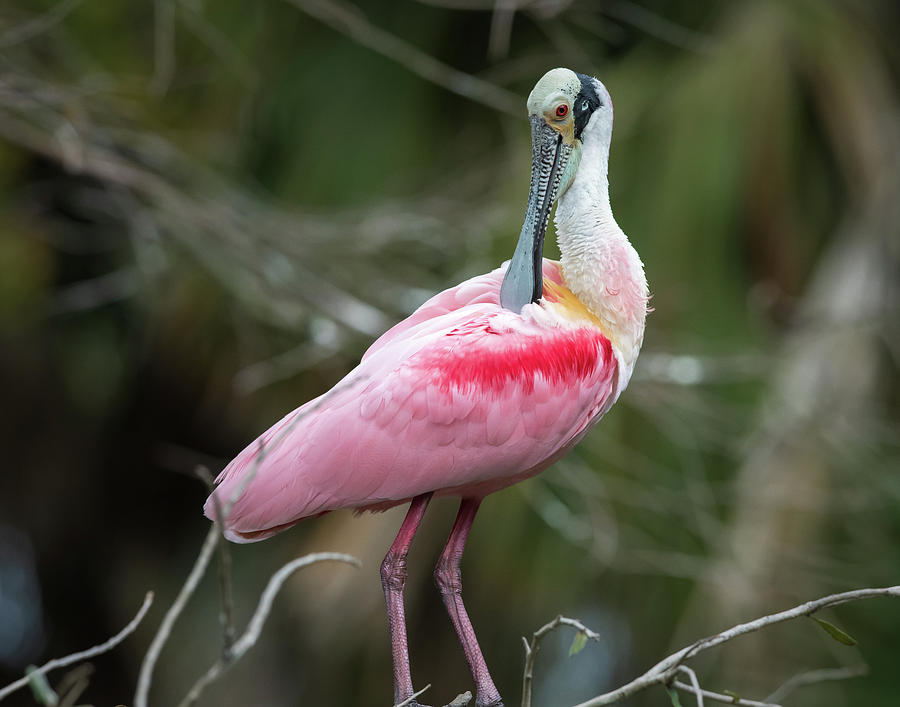 Roseate Spoonbill by Kenny Nobles Roseate Spoonbill by Kenny Nobles