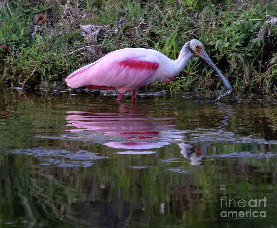 Roseate Spoonbill #1 Photograph by Rodney Cammauf