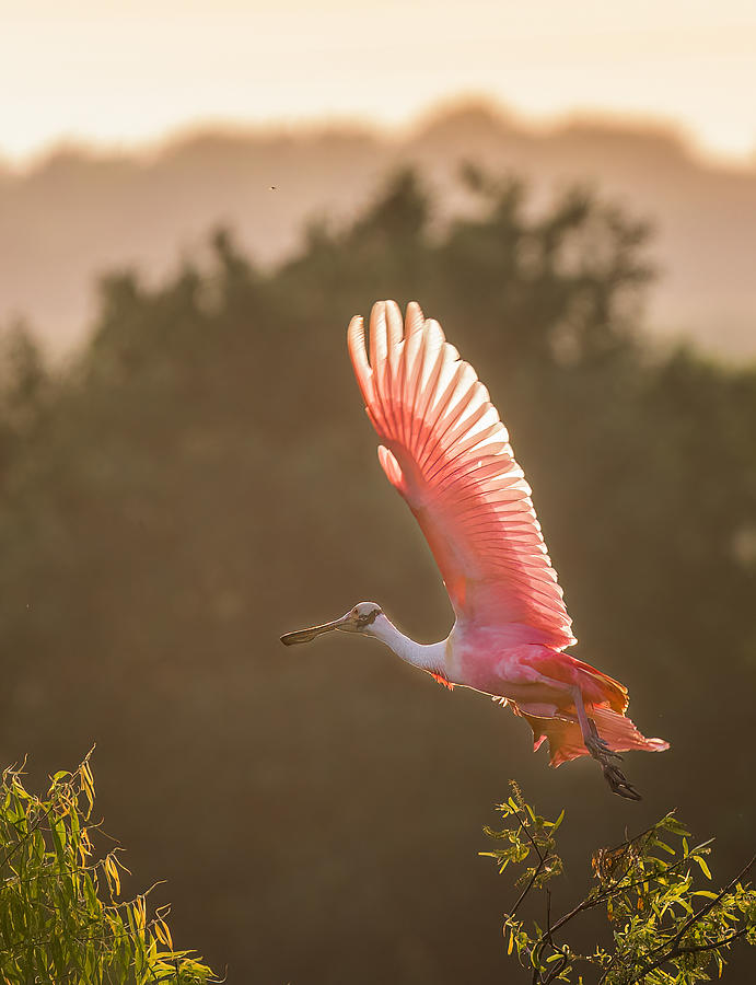 Sunset Photograph - Roseate Spoonbill #1 by Vicki Lai