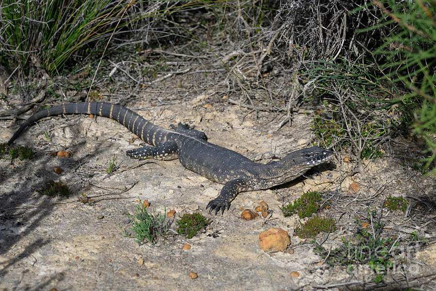 Rosenberg's Monitor Lizard #1 by Science Photo Library