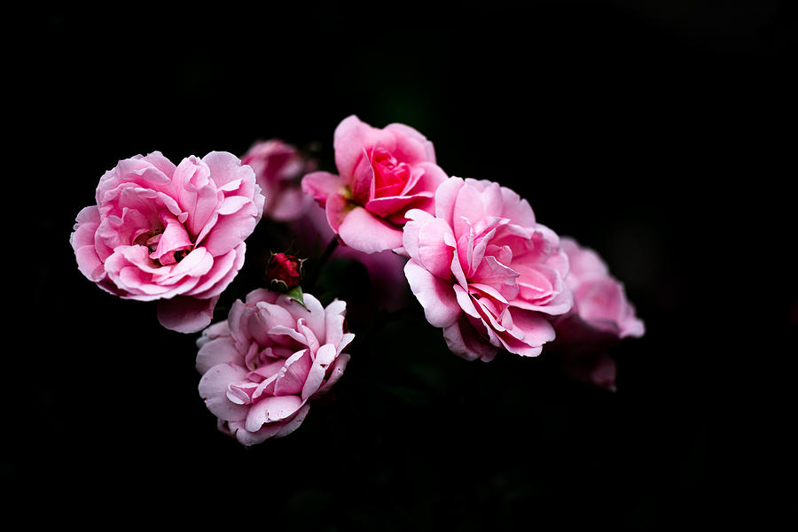 Roses #1 Photograph by Kondou Kazumasa