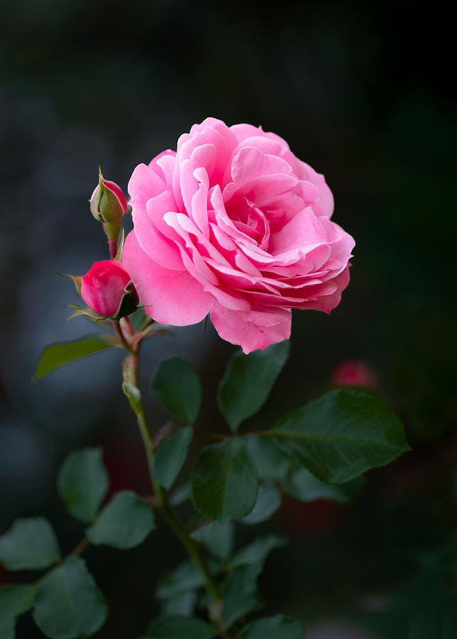 Roses #1 Photograph by Makihiko Hayama