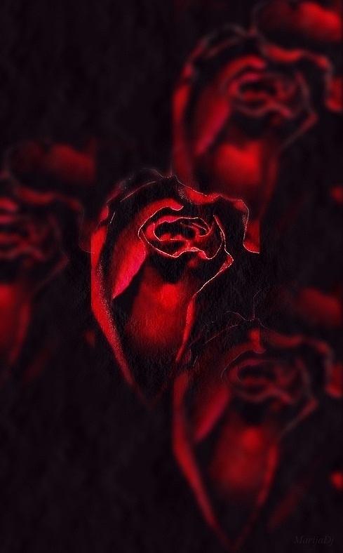 Roses Photograph by Marija Djedovic - Fine Art America