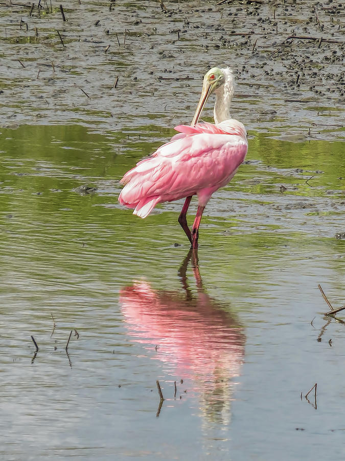 Spoonbill Photograph - Rosette Spoonbill #1 by Terry Shoemaker