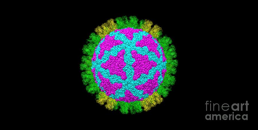Rotavirus Photograph - Rotavirus #1 by Dr. Victor Padilla-sanchez, Phd / Washington Metropolitan University/science Photo Library
