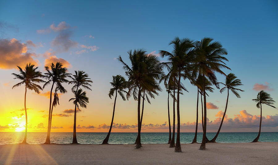 Nature Digital Art - Row Of Silhouetted Palm Trees At Sunset, Dominican Republic, The Caribbean #1 by Henglein And Steets