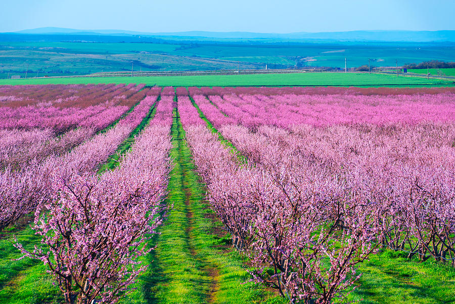 Flower Photograph - Rows Of Blossom Peach Trees In Spring #1 by Ivan Kmit
