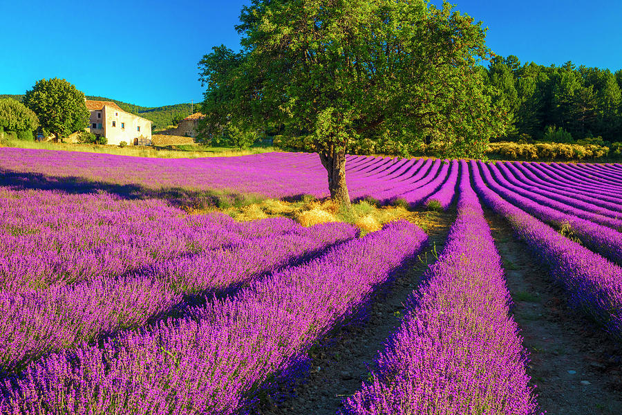 Rural Scene Digital Art - Rows Of Lavender In Provence France #1 by Olimpio Fantuz