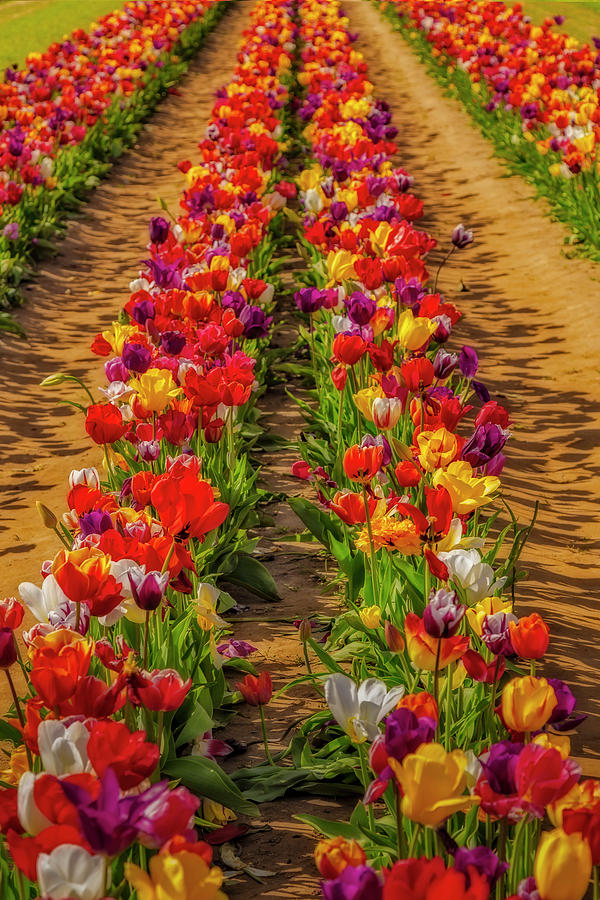 Tulip Photograph - Rows of Tulips  #1 by Susan Candelario