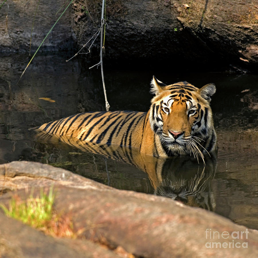 Royal Bengal Tiger Photograph by Tony Camacho/science Photo Library ...