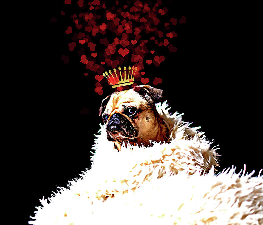 Dog Digital Art - Royal Love Pup - Pug #1 by Tina Lavoie