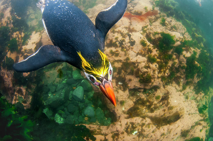 Royal Penguin Swimming Underwater #1 Photograph by Tui De Roy