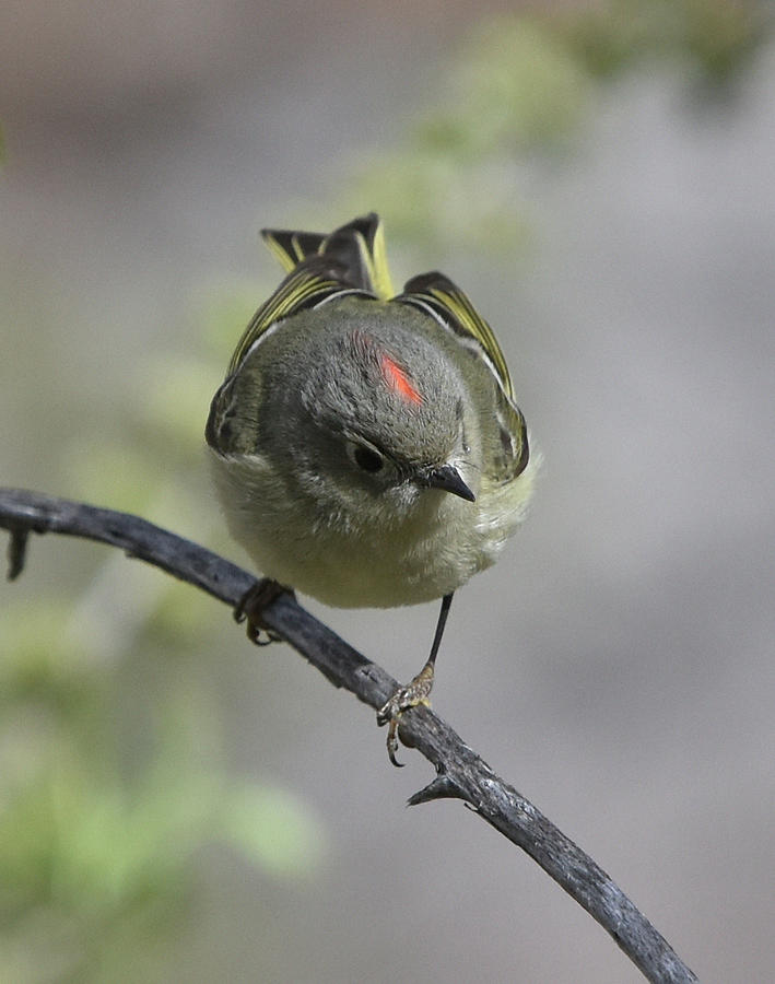 Ruby-crowned Kinglet Photograph by Ben Foster