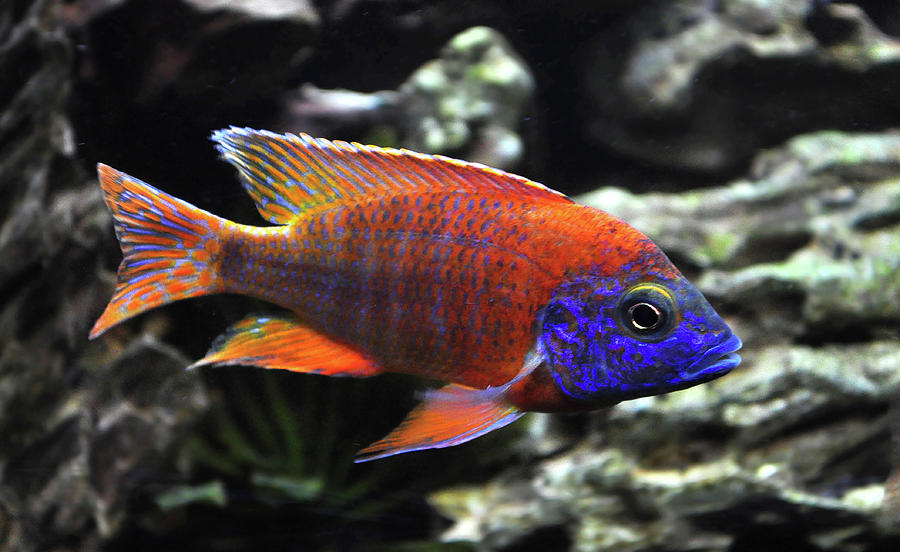 Ruby Red Peacock Cichlid. 