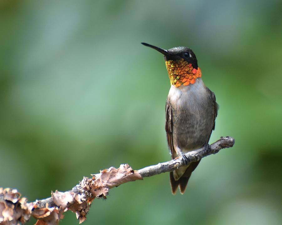 Ruby-throated Hummingbird #1 Photograph by Chip Gilbert
