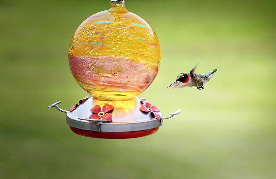 Ruby Throated Hummingbird #1 Photograph by Deborah Penland