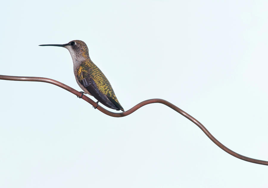 Hummingbird Photograph - Ruby Throated Hummingbird #1 by Jim Mckinley