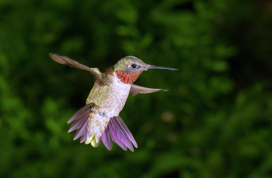 Ruby-throated Hummingbird Male Hovering #1 Photograph by Ivan Kuzmin