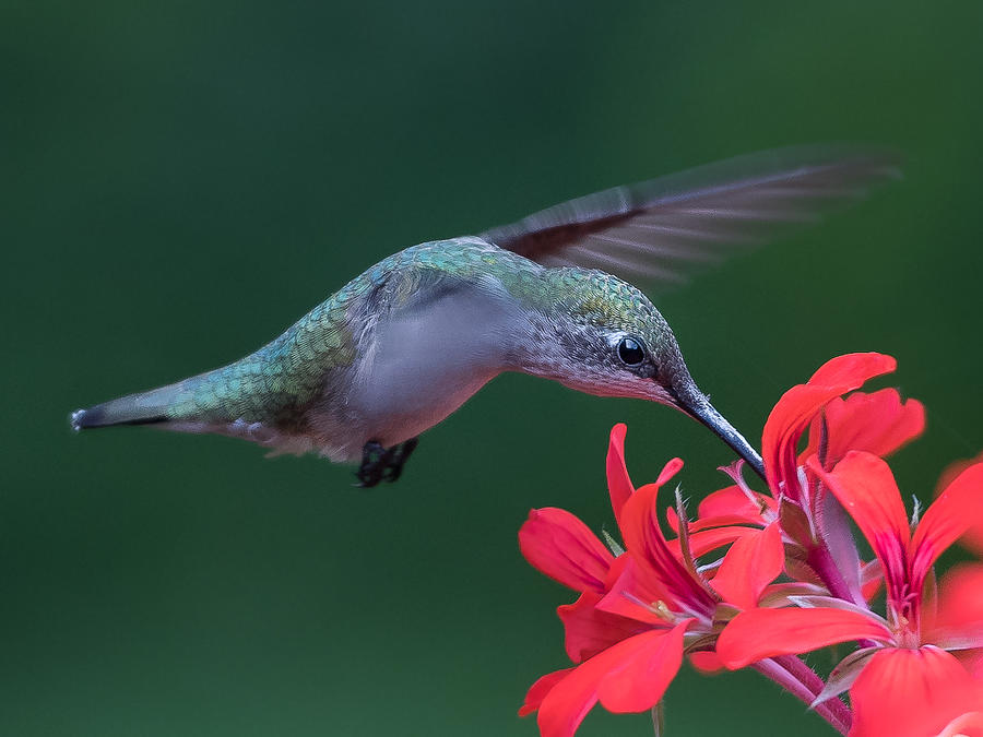 Hummingbird Photograph - Ruby-throated Hummingbird #1 by Patrick Dessureault