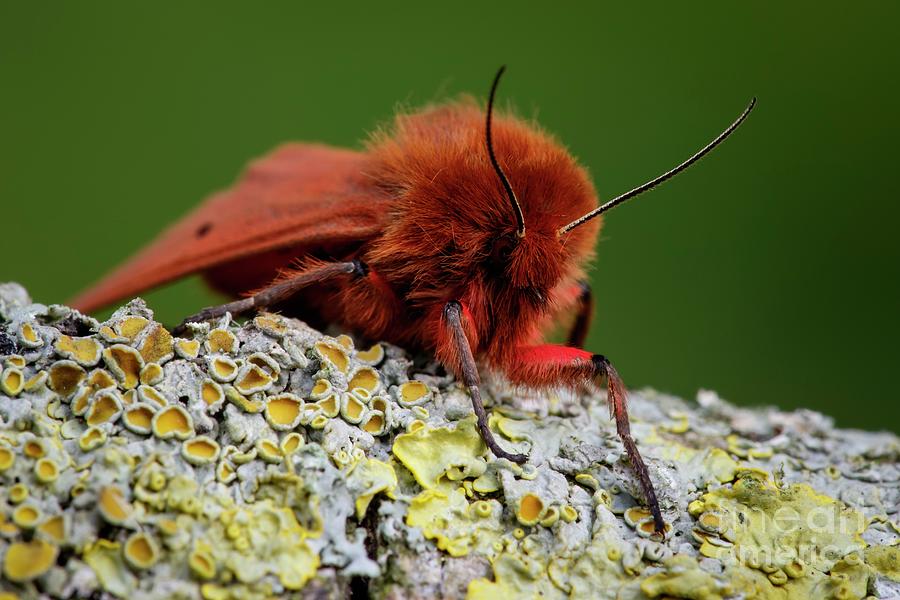Ruby Tiger Moth #1 Photograph by Heath Mcdonald/science Photo Library