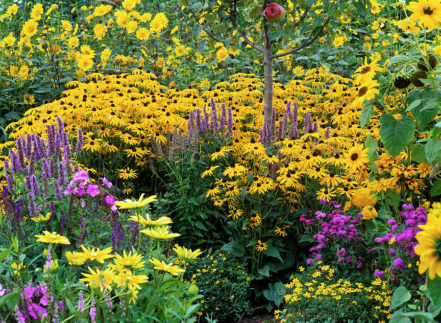 Rudbeckia Fulgida 'goldsturm' coneflower Photograph by Friedrich ...