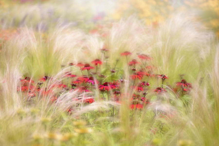 Flower Photograph - Rudbeckia #1 by Jacky Parker