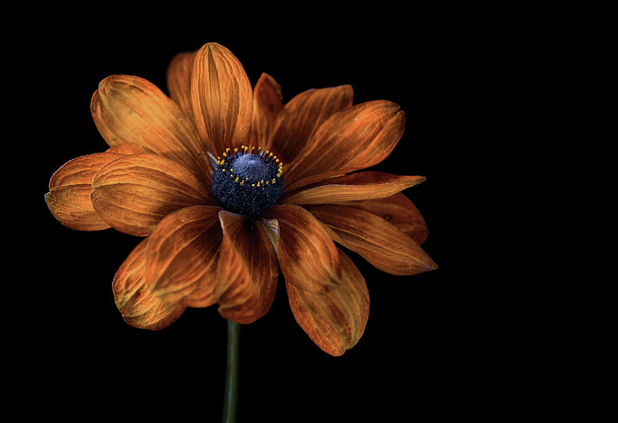 Flower Photograph - Rudbeckia #1 by Mandy Disher