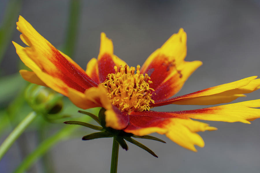 Rudbeckia Mixed Media - Rudbeckia by Smart Aviation Rudbeckia Mixed Media - Rudbeckia by Smart Aviation