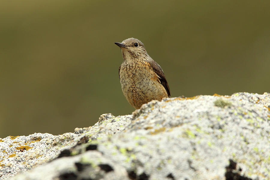 Rufous-tailed Rock Thrush Female On A Rock With The First Light Of Day ...