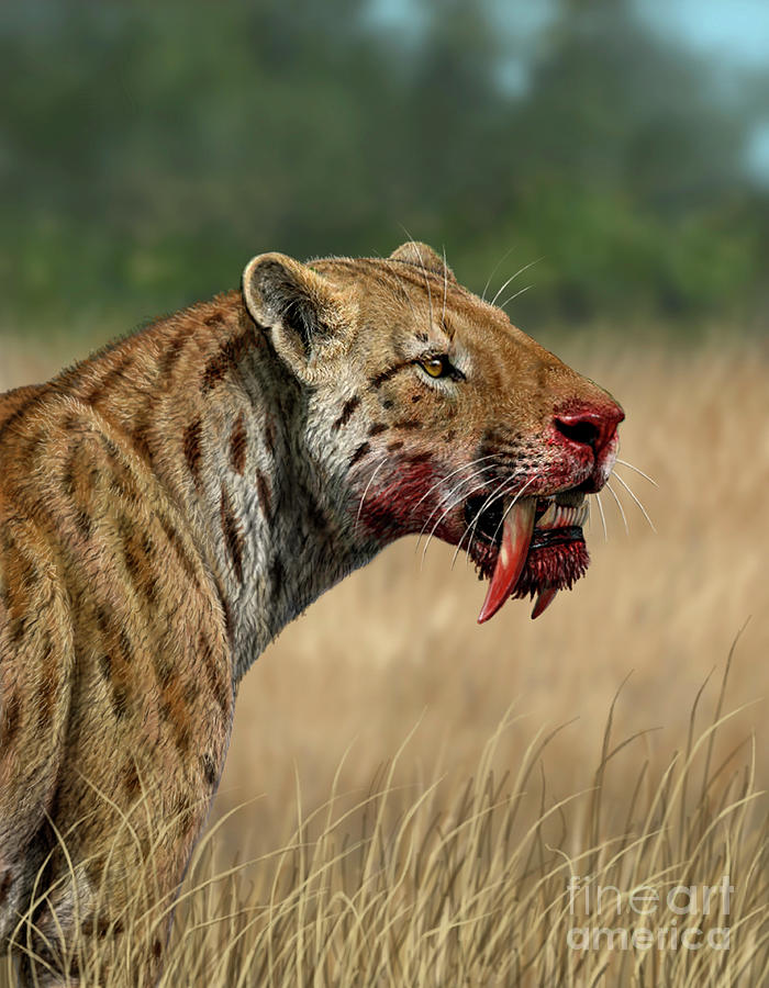 Prehistoric Photograph - Sabre-toothed Cat #1 by Mauricio Anton/science Photo Library