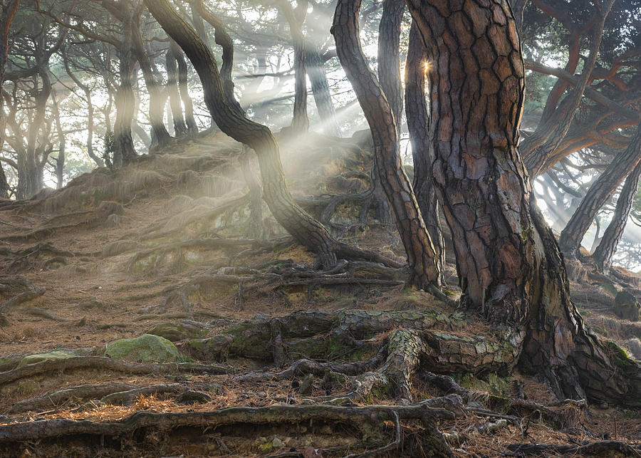 Sacred Pine Trees #1 Photograph by Jaeyoun Ryu