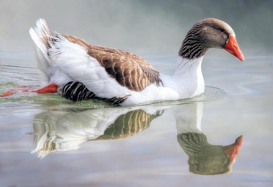 Saddleback Pomeranian Goose Photograph by Donna Kennedy