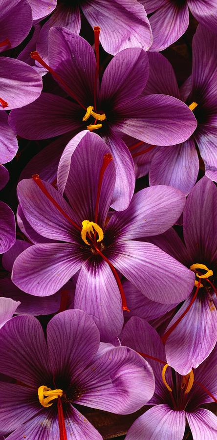 Nature Digital Art - Saffron Flowers #1 by Massimo Ripani