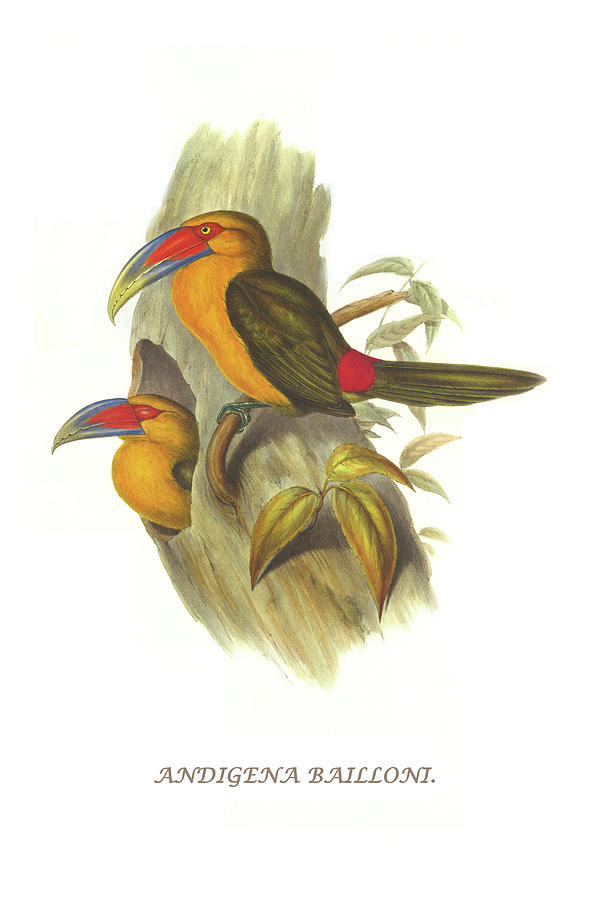 Saffron Toucanet #1 Painting by John Gould Saffron Toucanet #1 Painting by John Gould