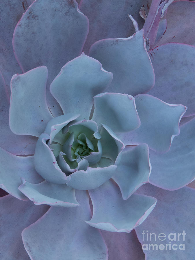 Sage Green Succulent by Christy Garavetto Sage Green Succulent by Christy Garavetto