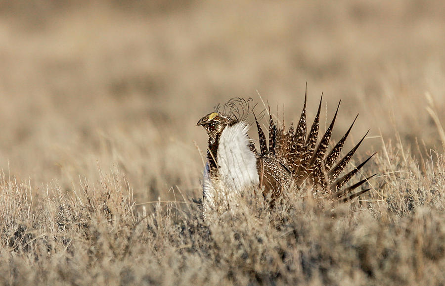 Sage Grouse #1 Photograph by Ronnie And Frances Howard