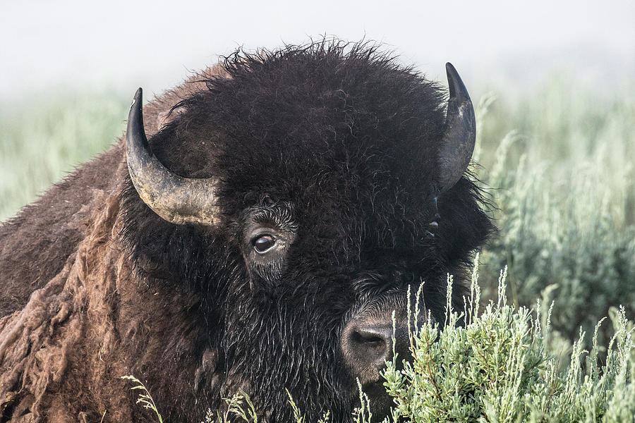 Sagebrush Bison - Color Photograph By James Nelson