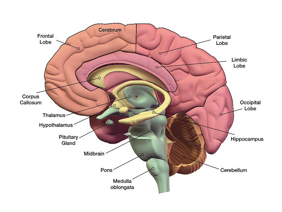 Sagital Section Of The Human Brain #1 Photograph by Hank Grebe