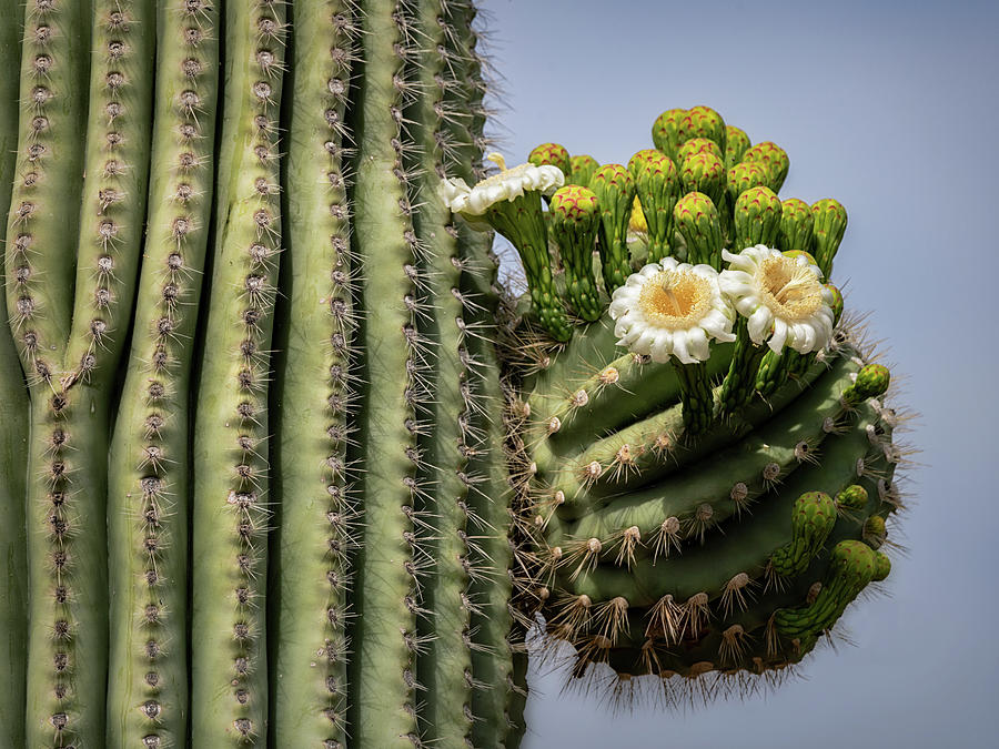 Saguaro Blooms To The Sky  #2 Photograph by Saija Lehtonen