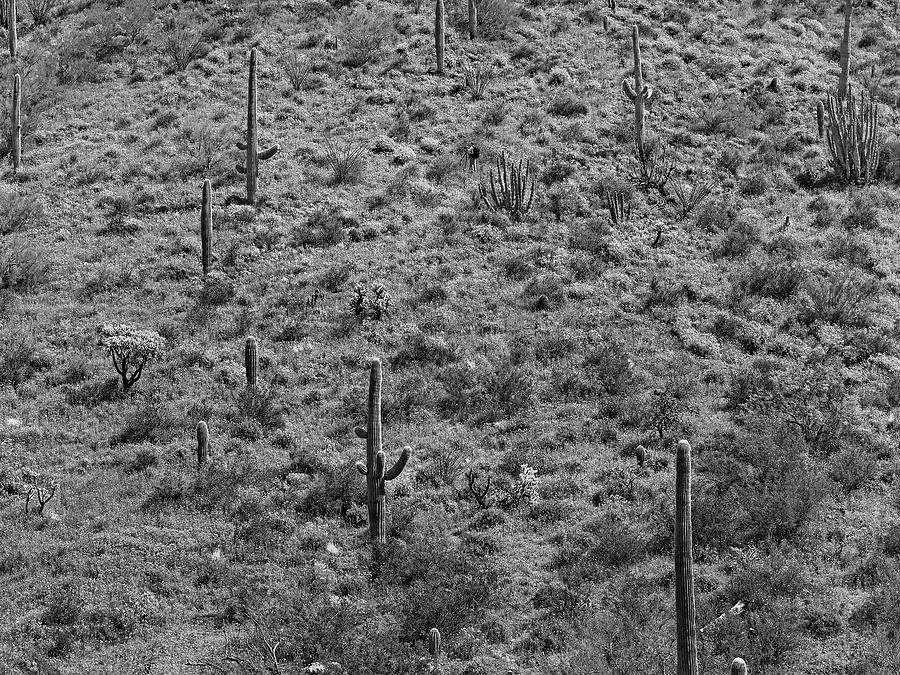 Saguaro Cacti, Arizona #1 Photograph by Tim Fitzharris